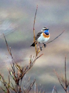 Bluethroat