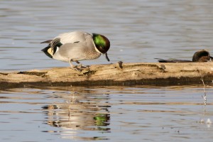Falcated Duck