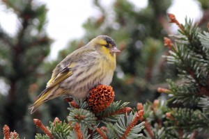 Eurasian Siskin