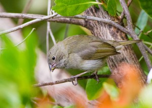 Black-faced Grassquit (Long Key, FL)