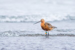 Bar-tailed Godwit