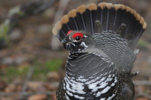 Spruce Grouse