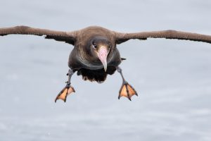Short-tailed Albatross