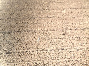 Prairie Falcon. (Or Mountain Plover.)