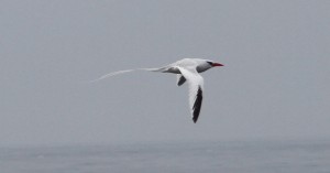 Red-billed Tropicbird