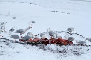 Nom nom nom. Glaucous Gulls feeding on whale.